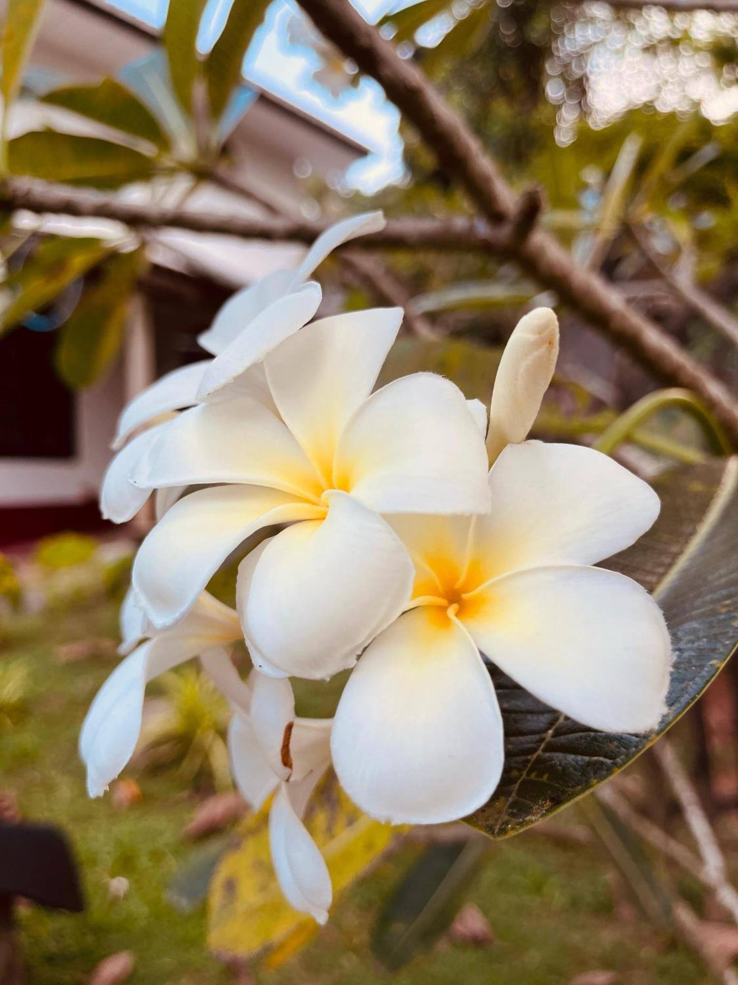 Unawatuna White Villa ภายนอก รูปภาพ